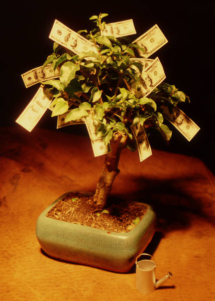 money tree