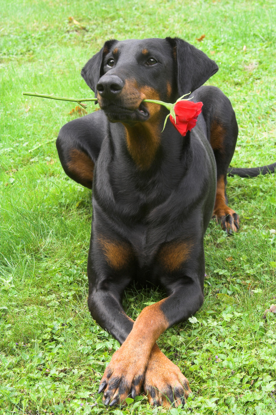 red rose and dobermann