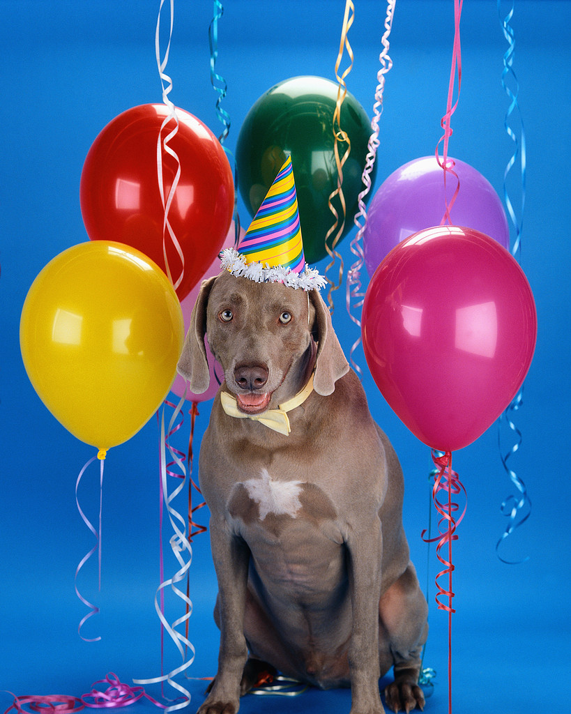 Dog with Birthday Hat and Balloons