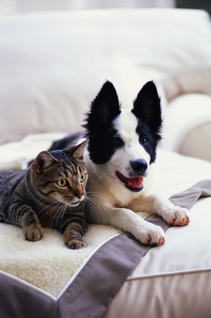 Dog and Cat Reclining on a Blanket