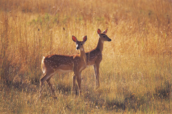 deers