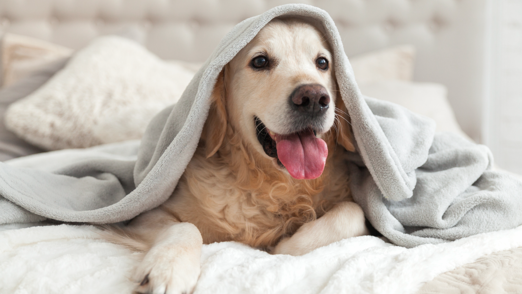 pet trust concept: golden retriever laying under a blanked on the bed